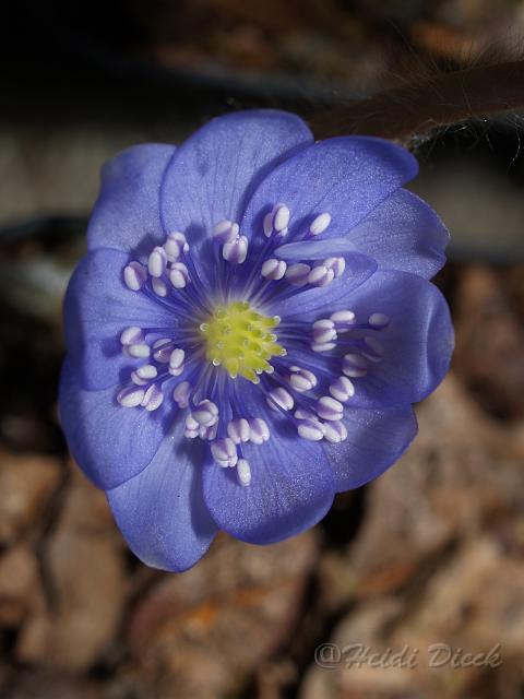 Hepatica Karpatenkrone.JPG